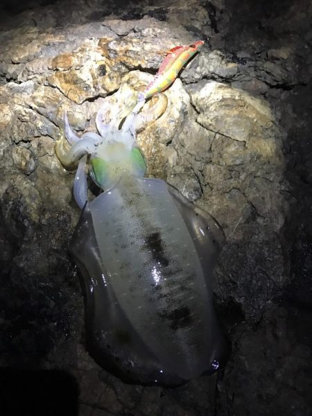 北東爆風の中で秋イカエギング