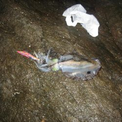 アオリイカ成長してきました。