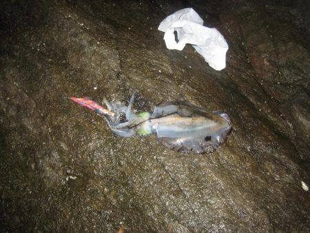 アオリイカ成長してきました。