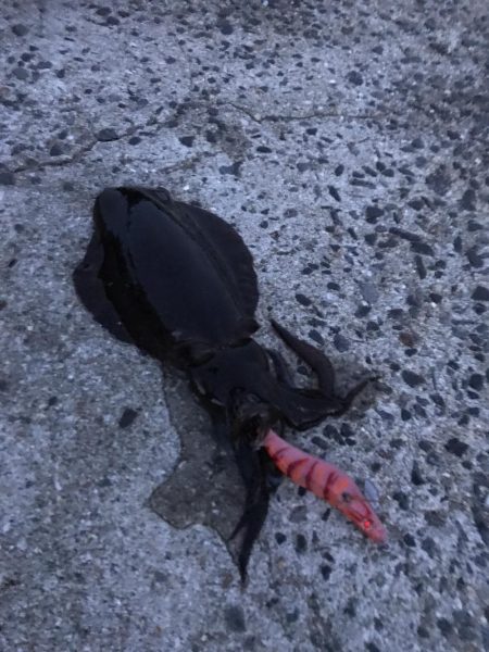 中紀でエギング、アオリイカ２ケタ