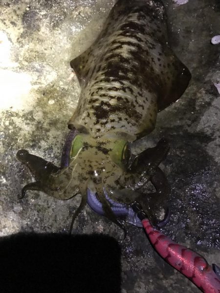 ナイトエギングで良型秋イカ