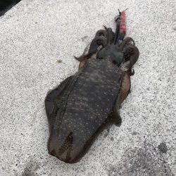 ちょこっとエギングでアオリイカ