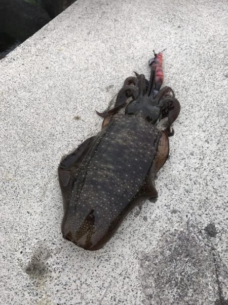 ちょこっとエギングでアオリイカ