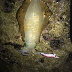 白浜～日置でエギング。まあまあ大型も