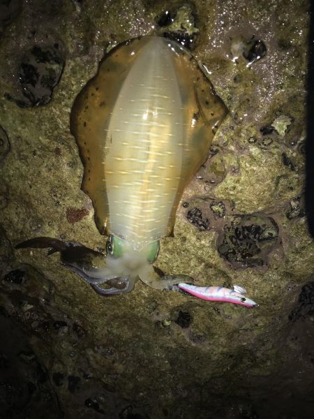 白浜～日置でエギング。まあまあ大型も