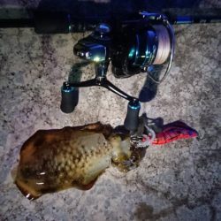 シーズン終盤エギング！