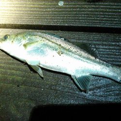 新川、佐鳴湖、シーバス