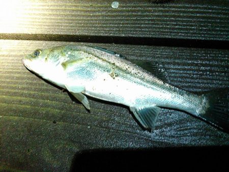 新川、佐鳴湖、シーバス