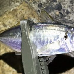 1年ぶりに浮き釣り