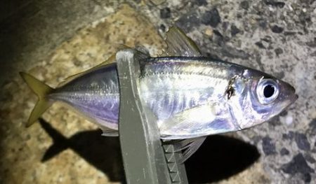 1年ぶりに浮き釣り