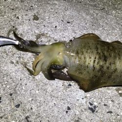 なんとか・・・・