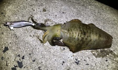 なんとか・・・・