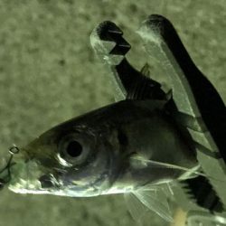 豆アジからの・・・