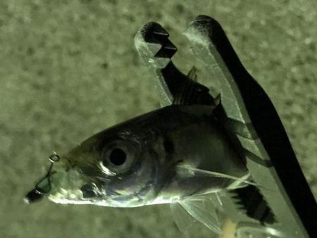 豆アジからの・・・