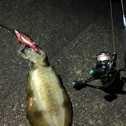 秋エギング終盤戦