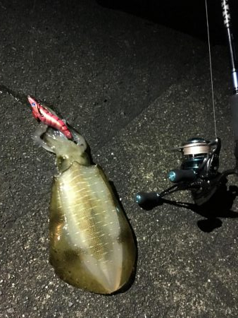 秋エギング終盤戦