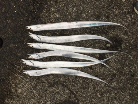 小雨の中、タチウオ