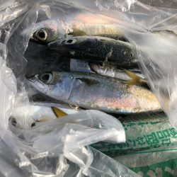 潮が強く 風も強く 青物反応なし