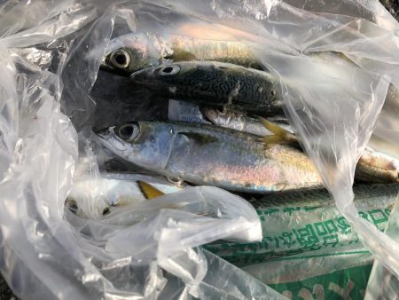 潮が強く 風も強く 青物反応なし