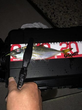 久しぶりにアジング！