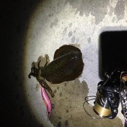 小雨の中のエギング