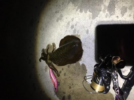 小雨の中のエギング