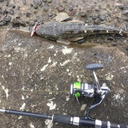 辰巳南導流堤でマゴチ