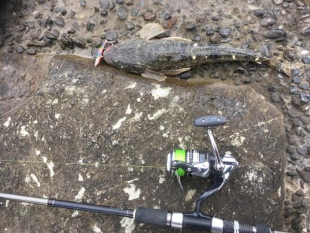 辰巳南導流堤でマゴチ