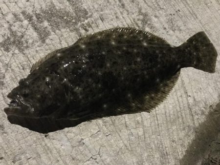 朝早くにアジング