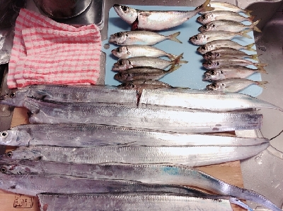 昨日の太刀魚調査