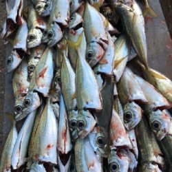 久しぶりにサビキ