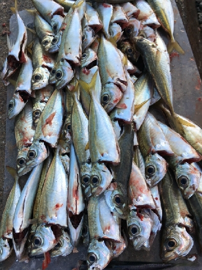 久しぶりにサビキ