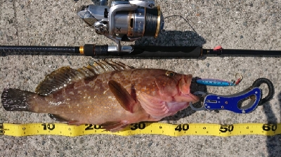 大物釣れました