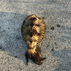 ヤエンサイコー！