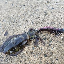 今年初アオリちゃん!