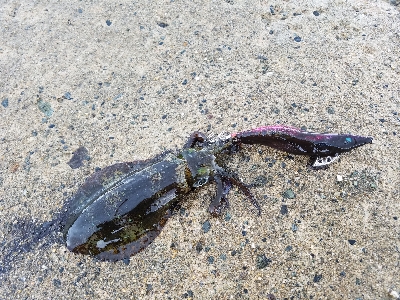 今年初アオリちゃん!