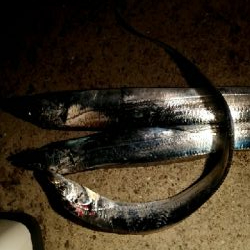 人は多いが釣果は。。。