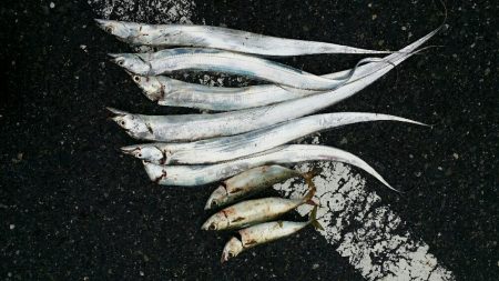 太刀魚リベンジ達成