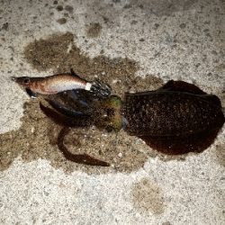 やっとイカ釣れた❗