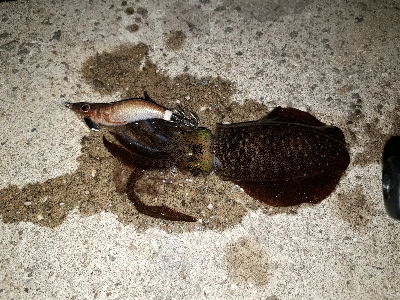 やっとイカ釣れた❗