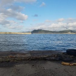 サゴシゲット～♪