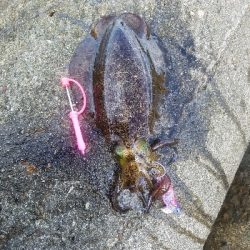 数おおすぎーーーー！