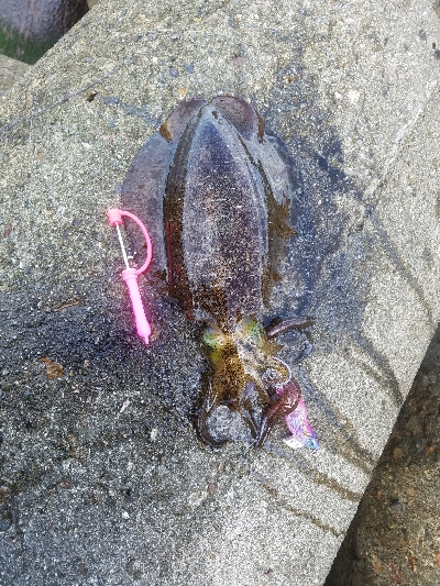 数おおすぎーーーー！