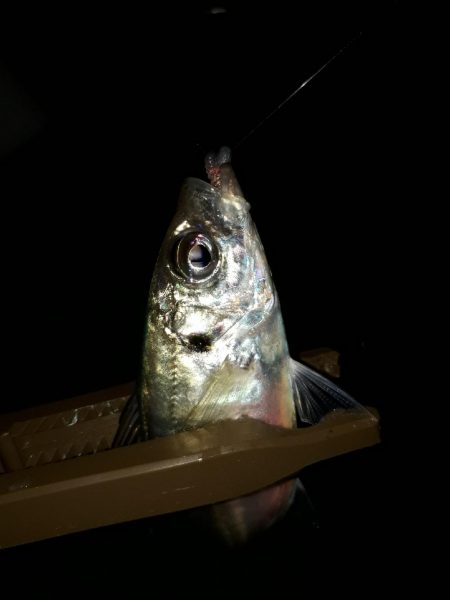 アジングのちエギング