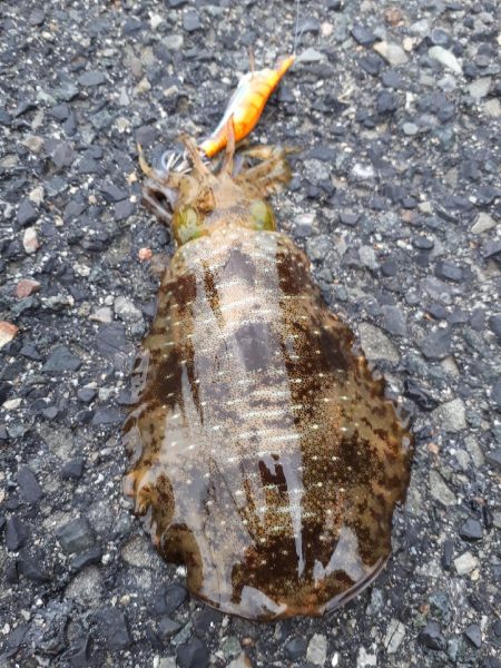 大潮イカいっぱい