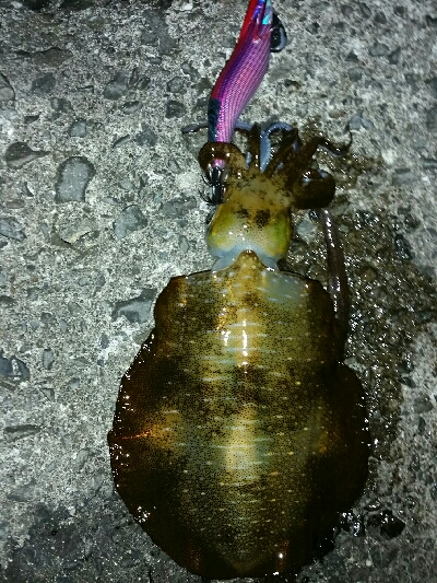 夕食のアオリイカ