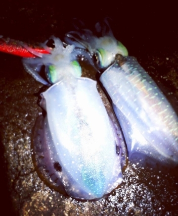 風やんだタイミングで連発