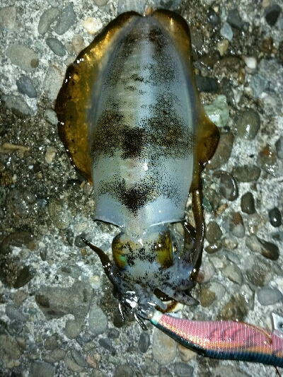 シャローエリアで