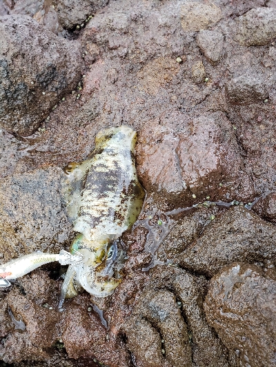 秋イカが遊んでくれました。