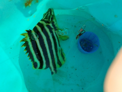 小アジ釣り　～アジ、成長してる♪～